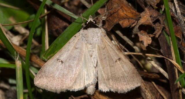 Lygephila craccae - gyakori csüdfűbagoly