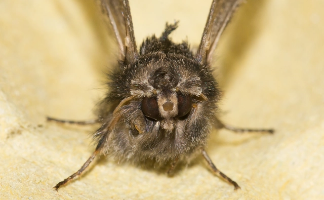Diloba caeruleocephala - őszi kékesbagoly