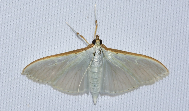 Palpita vitrealis - hófehér tűzmoly
