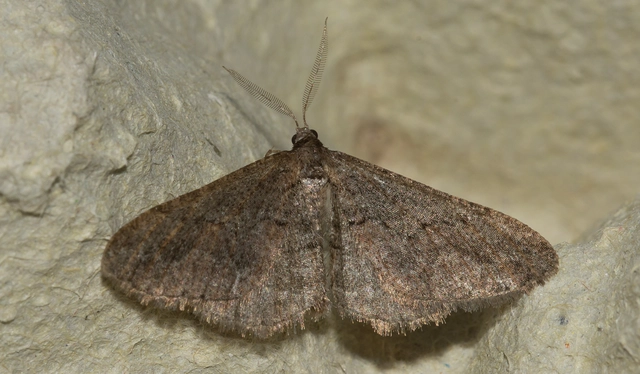 Agriopis bajaria - kökény-téliaraszoló