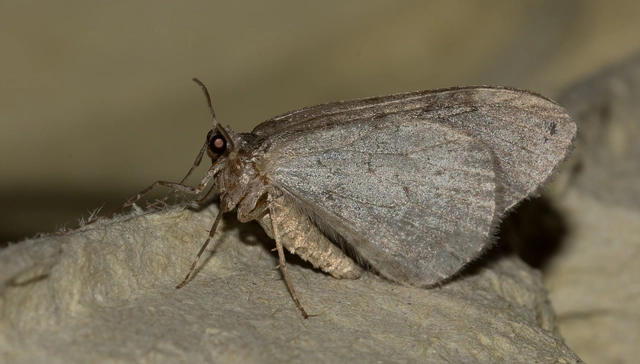 Epirrita