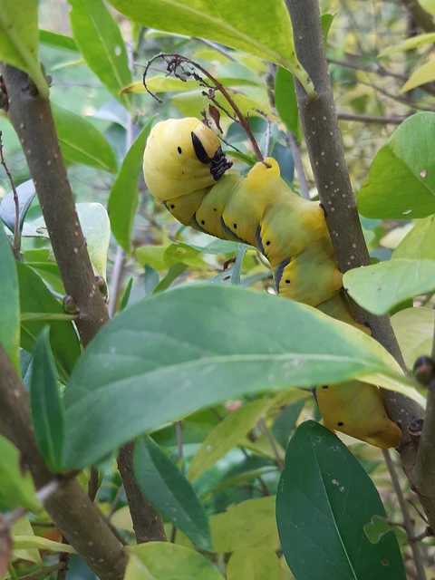 Acherontia atropos - halálfejes lepke
