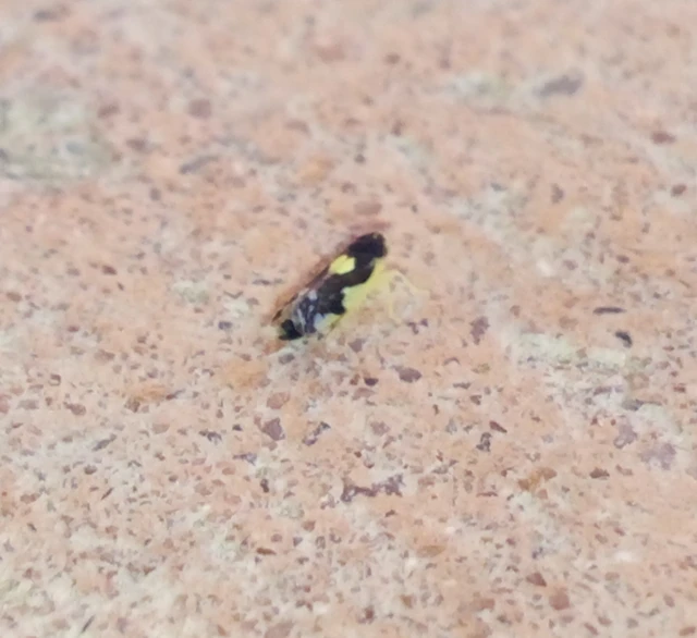 Eupteryx