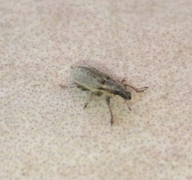 Sitona humeralis - lucerna-csipkézőbogár