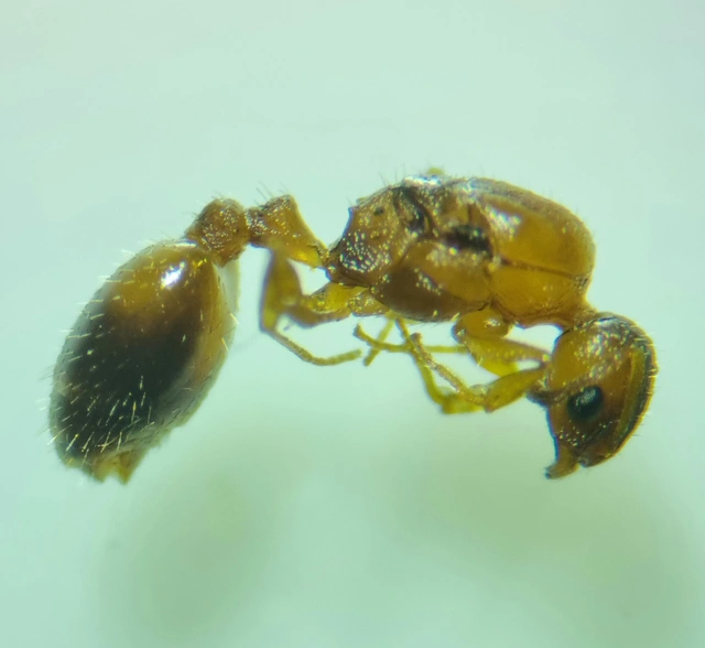 Temnothorax unifasciatus - gyűrűs kéreghangya