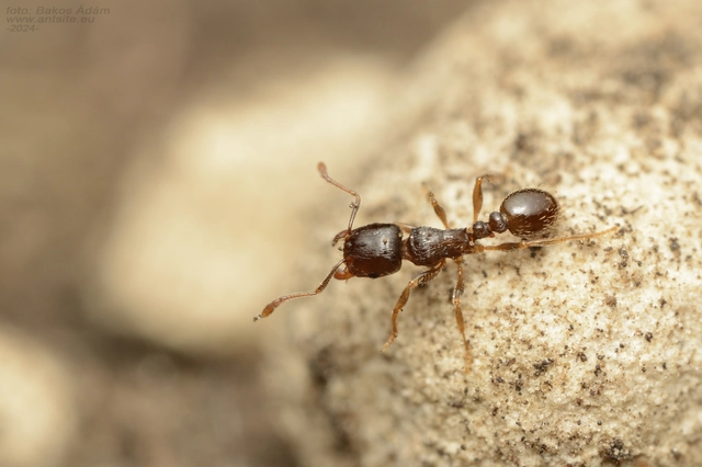 Tetramorium hungaricum - magyar gyepihangya