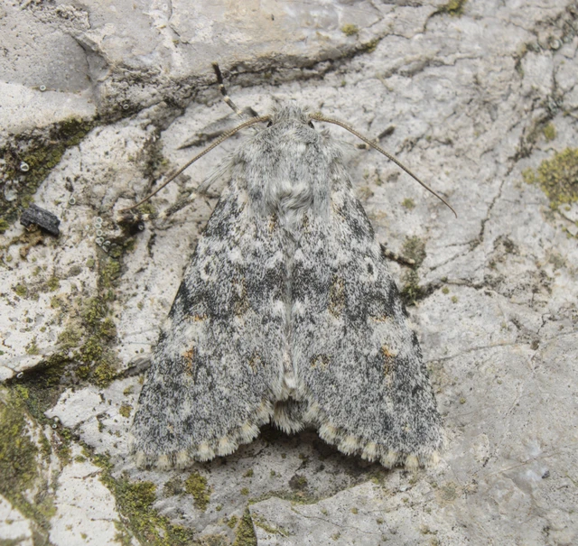Polymixis rufocincta isolata - magyar tarkabagoly