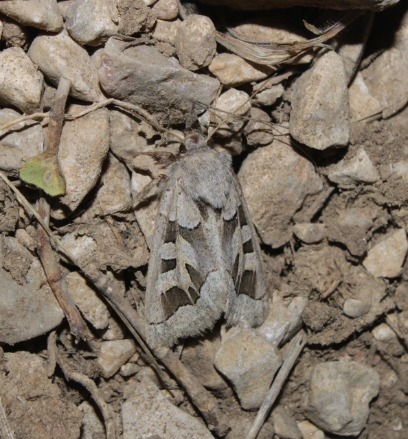Episema glaucina - fogasjegyű liliombagoly