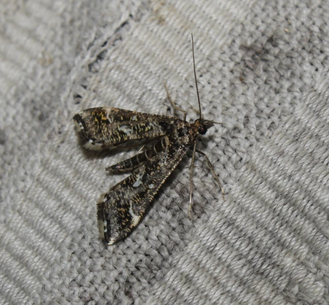 Diasemiopsis ramburialis - moszatpáfrány-tűzmoly