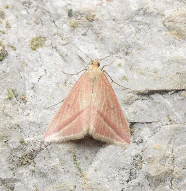 Rhodometra sacraria - rózsacsíkos araszoló