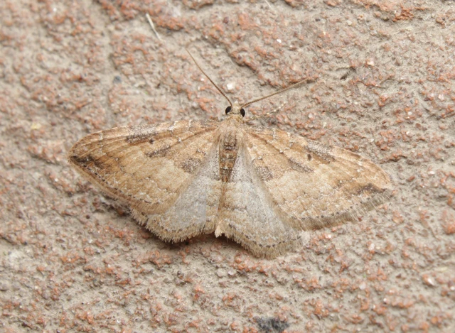 Orthonama obstipata - vándoraraszoló