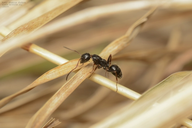Camponotus atricolor - nyerges lóhangya