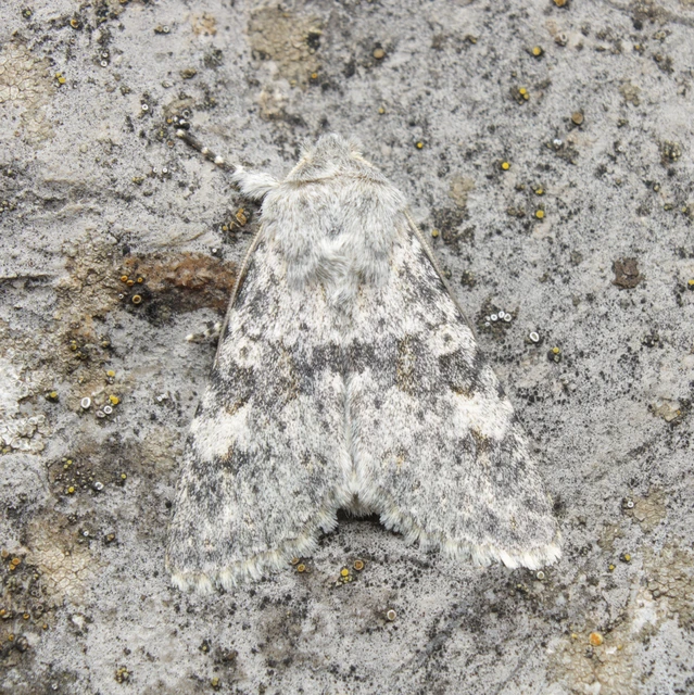 Polymixis rufocincta isolata - magyar tarkabagoly