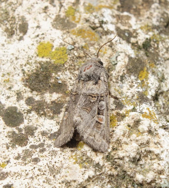 Cleoceris scoriacea - szürke liliombagoly