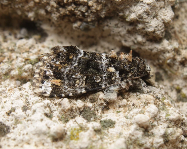Callopistria latreillei - gyöngypettyes bagoly