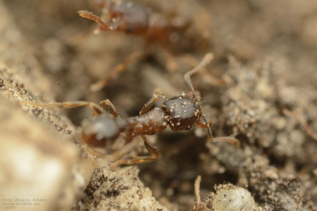 Tetramorium hungaricum - magyar gyepihangya
