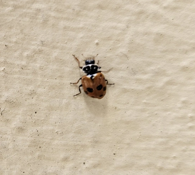 Hippodamia variegata - tizenhárompettyes katica