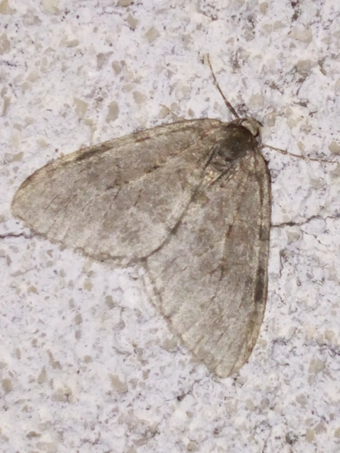 Epirrita christyi/dilutata