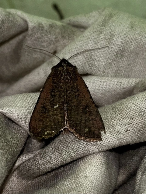 Peridroma saucia - vándor földibagoly