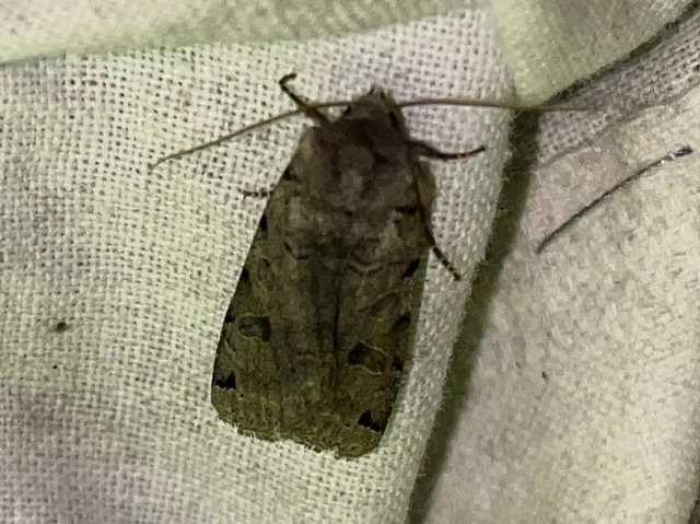Anchoscelis litura - tarka őszibagoly