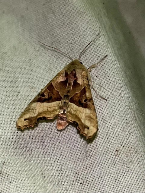 Phlogophora meticulosa - vándorló csipkésbagoly