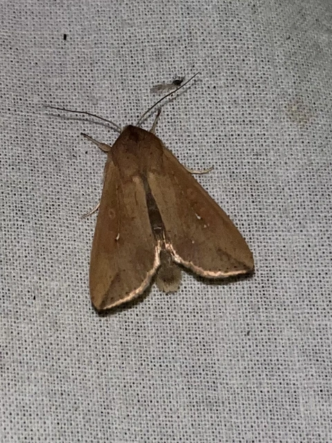 Mythimna unipuncta - hordabagoly