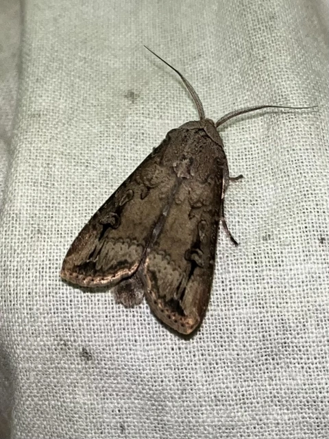 Agrotis ipsilon - nagy földibagoly