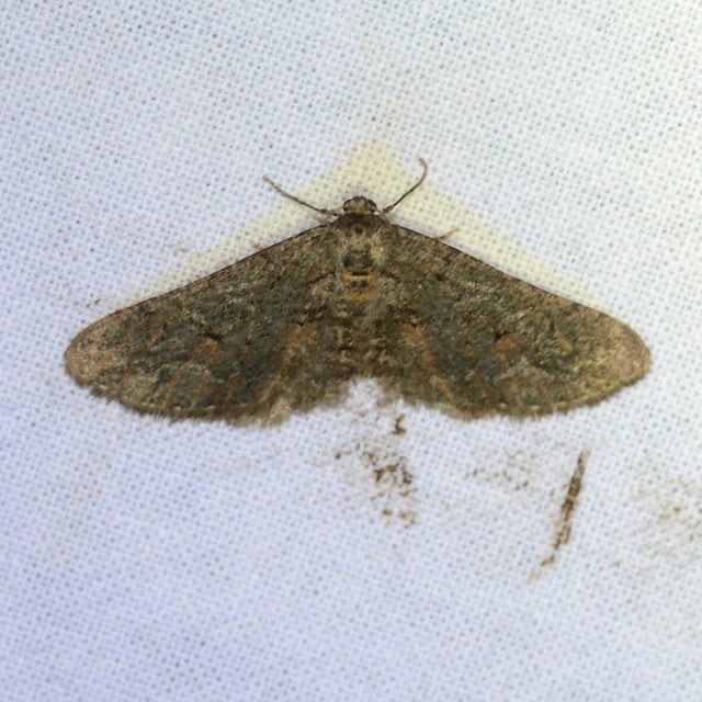 Agriopis bajaria - kökény-téliaraszoló