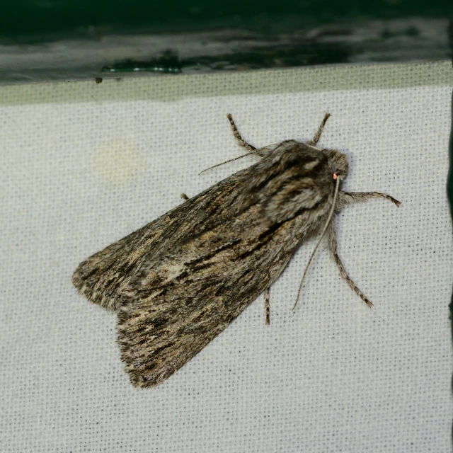 Asteroscopus sphinx - csillagnéző bundásbagoly