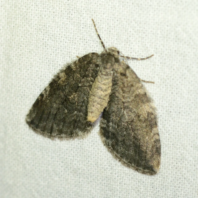 Epirrita christyi/dilutata