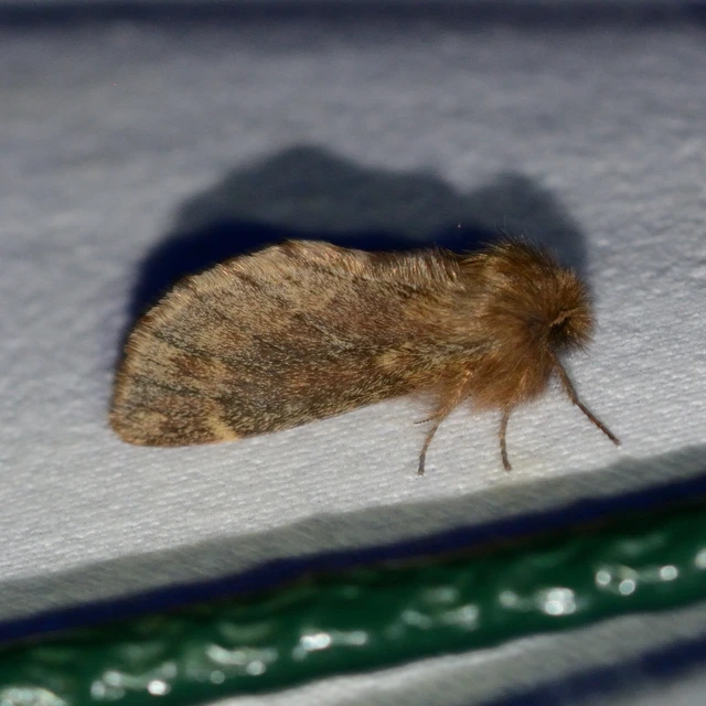 Ptilophora plumigera - tollas púposszövő