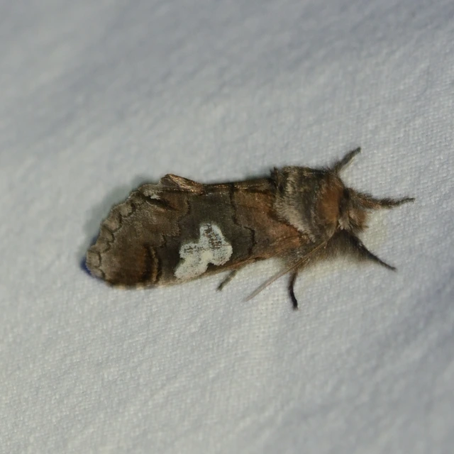 Diloba caeruleocephala - őszi kékesbagoly