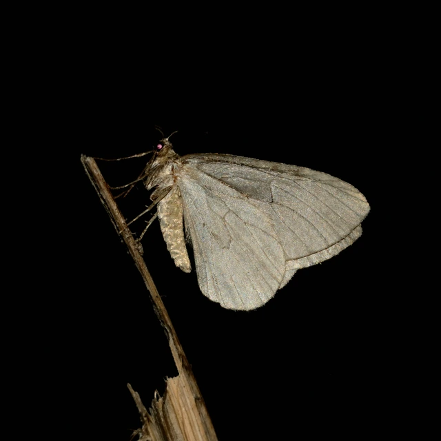 Epirrita christyi/dilutata