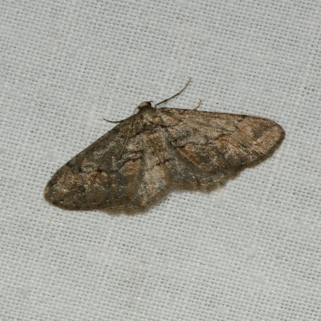 Agriopis bajaria - kökény-téliaraszoló