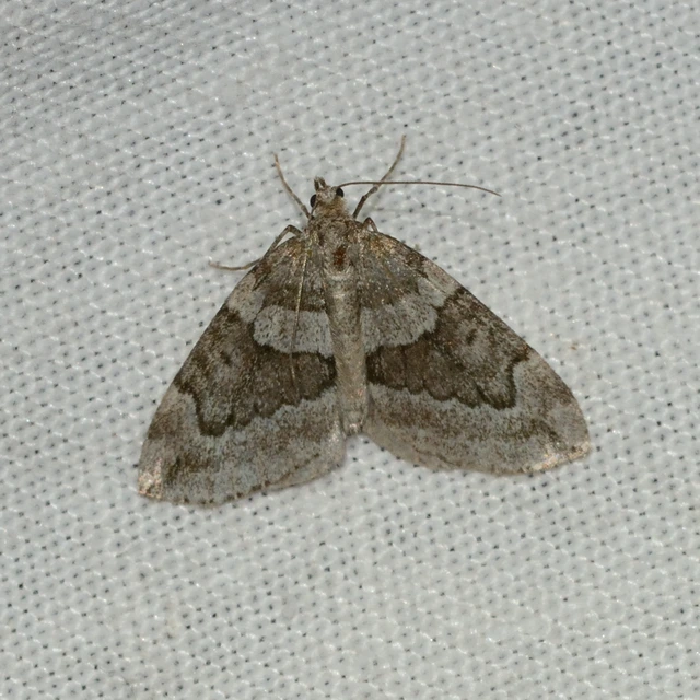 Thera juniperata - boróka-araszoló