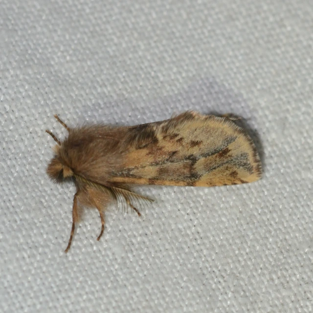 Ptilophora plumigera - tollas púposszövő