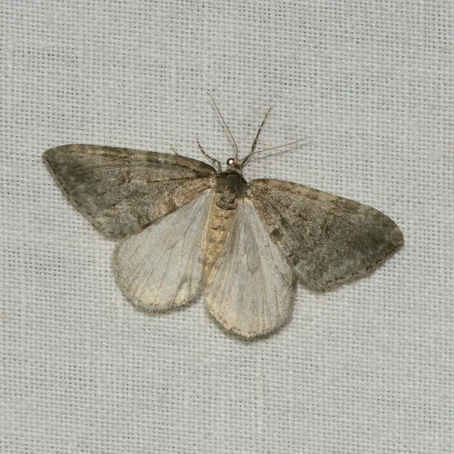 Epirrita christyi/dilutata