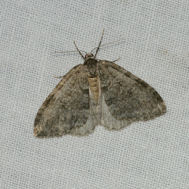 Epirrita christyi/dilutata