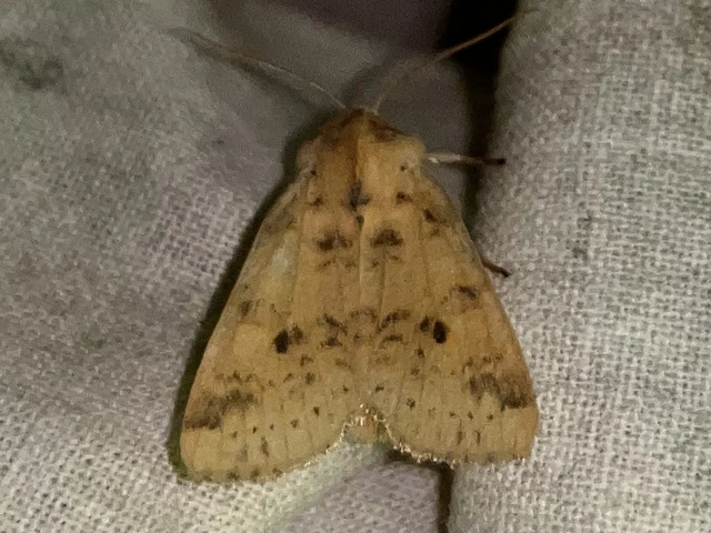 Cirrhia gilvago - foltos sárgabagoly