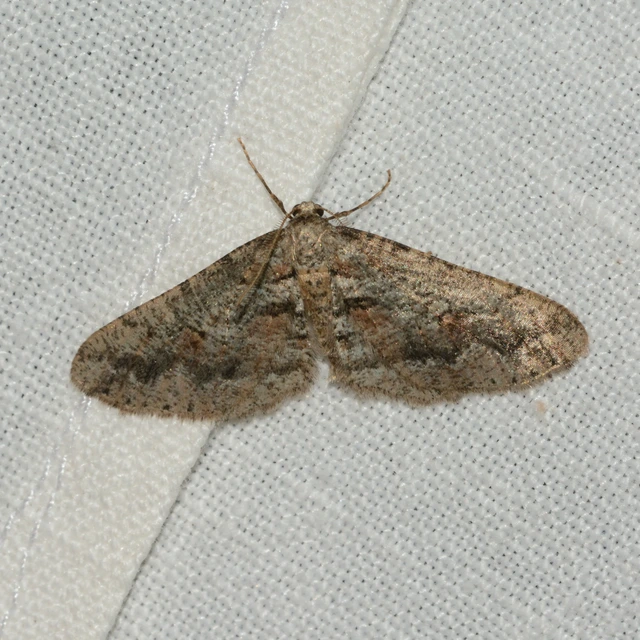Agriopis bajaria - kökény-téliaraszoló