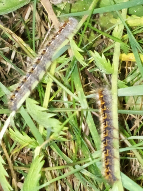 Lasiocampa quercus - tölgyfaszövő