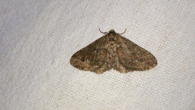 Agriopis bajaria - kökény-téliaraszoló