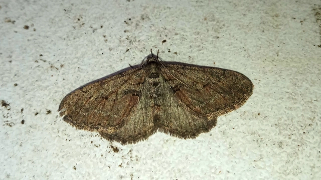 Agriopis bajaria - kökény-téliaraszoló