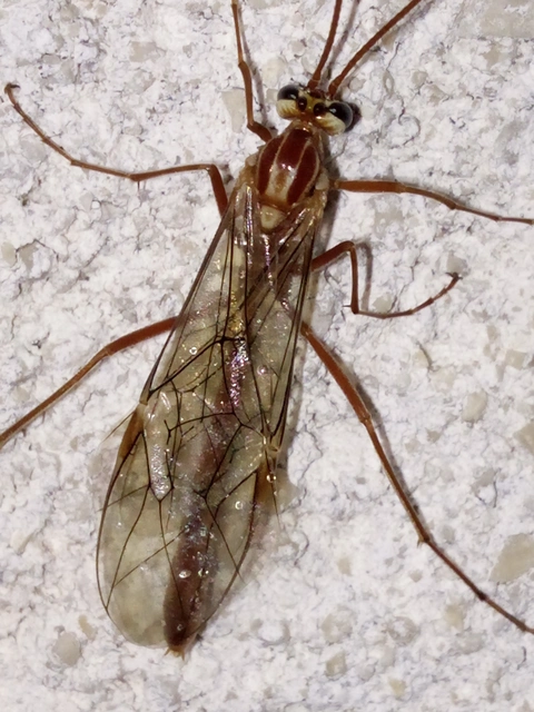 Ophion obscuratus