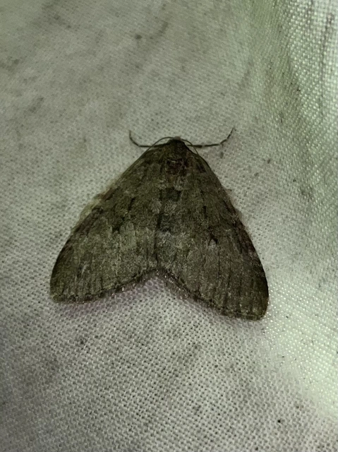 Epirrita christyi/dilutata