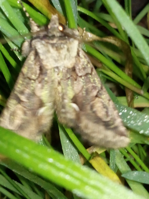 Allophyes oxyacanthae - galagonyabagoly