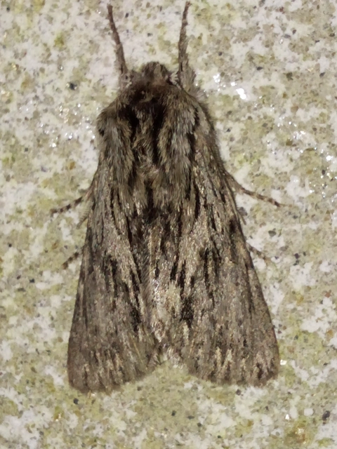 Asteroscopus sphinx - csillagnéző bundásbagoly