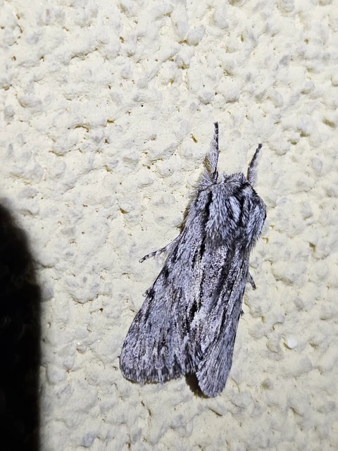 Asteroscopus sphinx - csillagnéző bundásbagoly