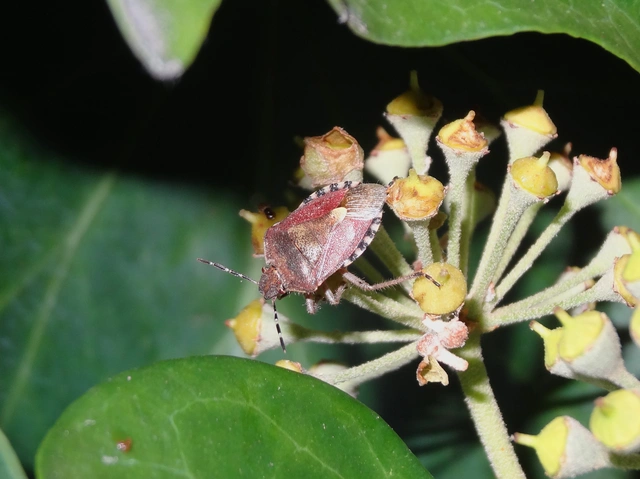 Dolycoris baccarum - közönséges bogyómászó-poloska Dolycoris baccarum - közönséges bogyómászó-poloska