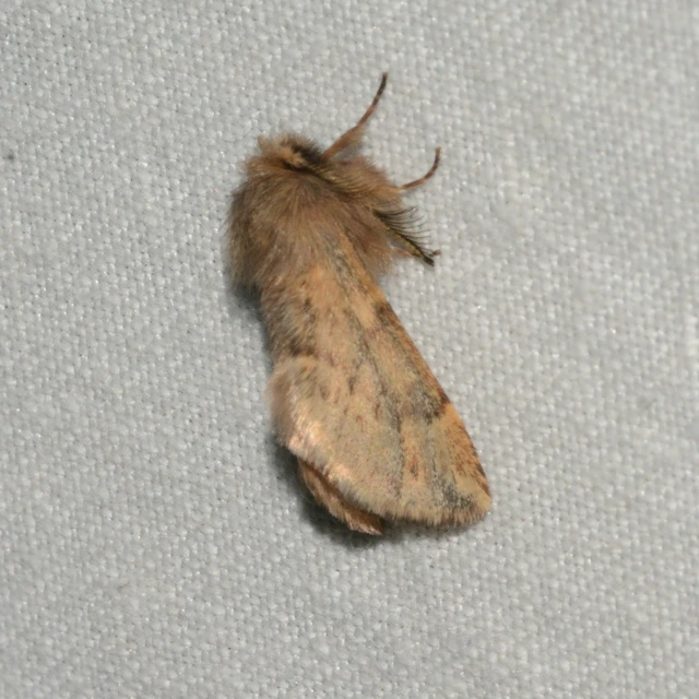 Ptilophora plumigera - tollas púposszövő